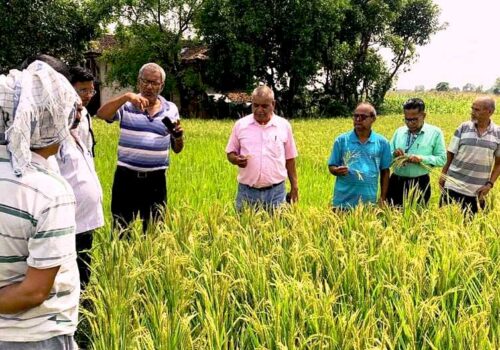 धानमा दाना नलाग्दा किसान चिन्तित