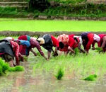 धादिङमा ६० प्रतिशत रोपाइँ सम्पन्न