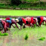 धादिङमा ६० प्रतिशत रोपाइँ सम्पन्न