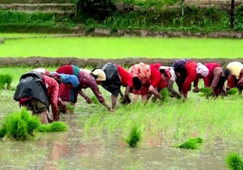 धादिङमा यो वर्ष ९६ प्रतिशत धान रोपाई