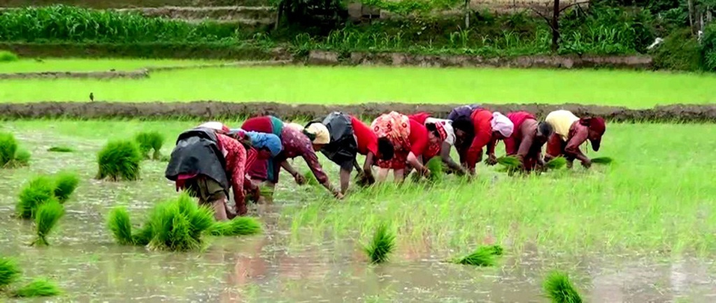 धादिङमा यो वर्ष ९६ प्रतिशत धान रोपाई