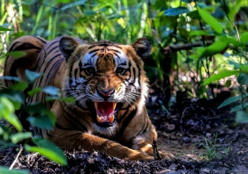 नेपालमा बाघको सङ्ख्या ३ सय ५५ पुग्यो