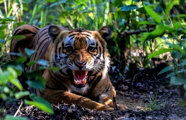 नेपालमा बाघको सङ्ख्या ३ सय ५५ पुग्यो