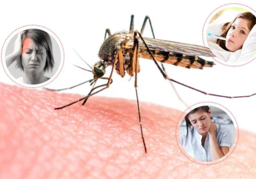 धादिङमा डेङ्गु संक्रमितको सङ्ख्या पाँचसय नजिक : संक्रमणबाट देशभर २९ को मृत्यु