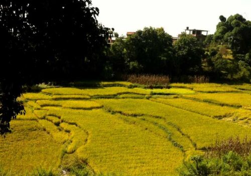कृषियोग्य जमिन जोगाउन सरकारले अगाडि सा¥यो यस्तो नीति