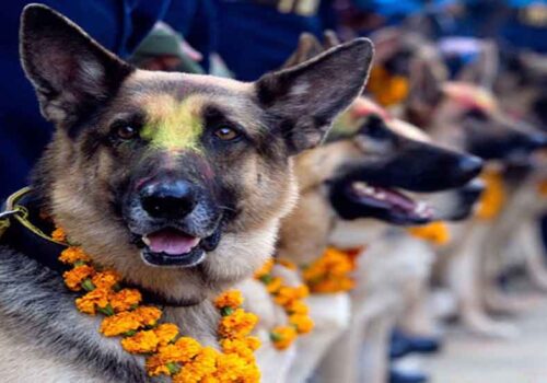 नेपालीहरुको दोस्रो ठुलो चाड तिहारको तेस्रो दिन आज, कुकुर तिहार मनाईदै