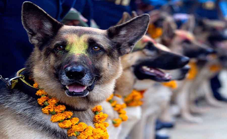 नेपालीहरुको दोस्रो ठुलो चाड तिहारको तेस्रो दिन आज, कुकुर तिहार मनाईदै