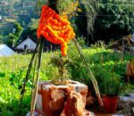 आज हरि बोधिनी एकादशी: घरमा रोपिएको तुलसीलाई दामोदरसँग विवाह गरिँदै