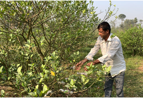 कागतीखेतीबाट २० लाख आम्दानी