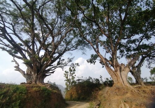 मगर संस्कृतिको केन्द्र जोगाउन अभ्यासरत छ सलाङ