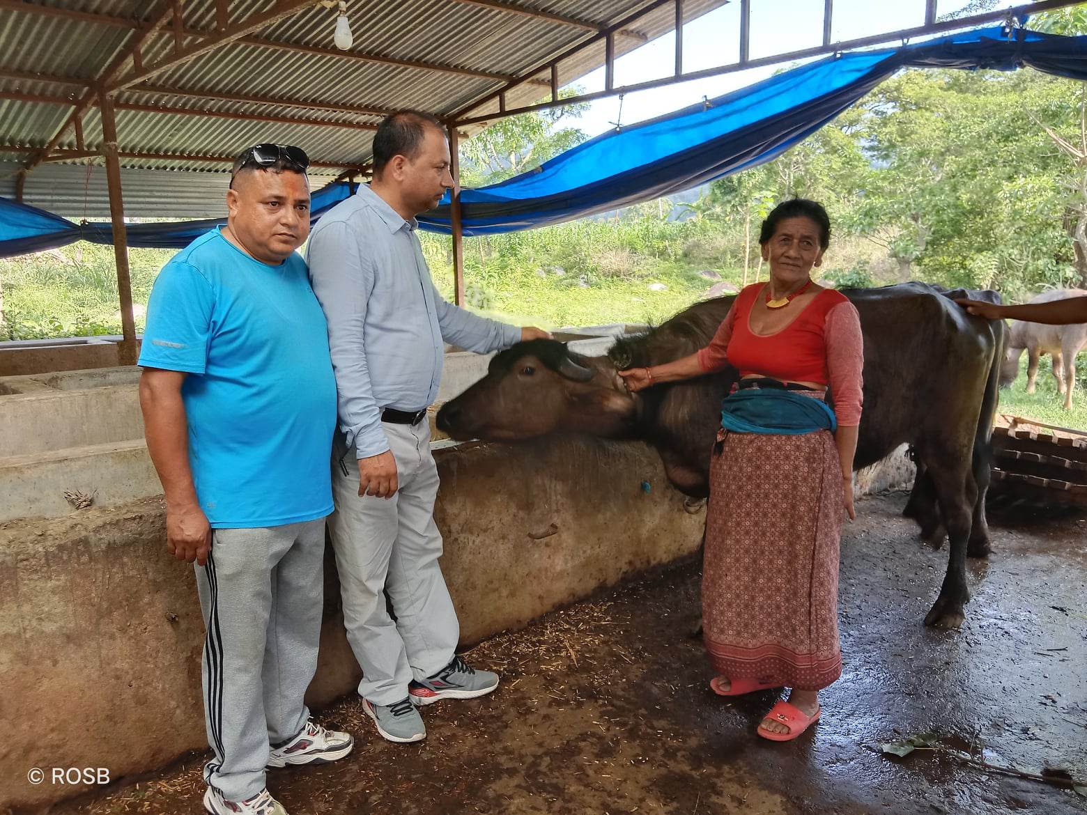 त्रिपुरासुन्दरी गाउँपालिकाद्वारा कृषकलाई १४ वटा मुर्रा प्रजातिको भैंसी वितरण