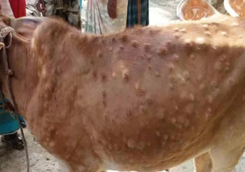 लम्पी स्किन रोगबाट देशभर ५२ हजारभन्दा बढी पशुको मृत्यु