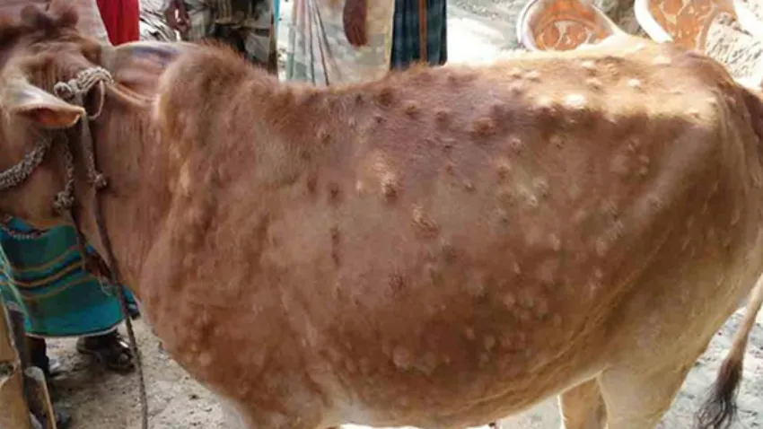 लम्पी स्किन रोगबाट देशभर ५२ हजारभन्दा बढी पशुको मृत्यु