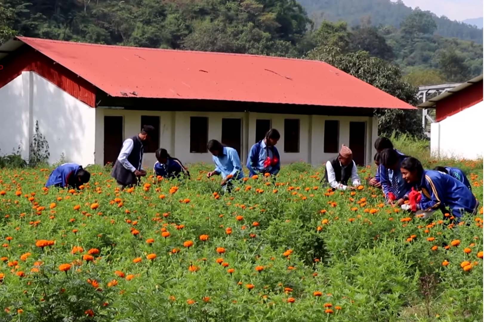 व्यावहारिक सीपका लागि ज्वालामुखी–५ स्थित बालादेवी माध्यामिक विद्यालयमा फूल खेती