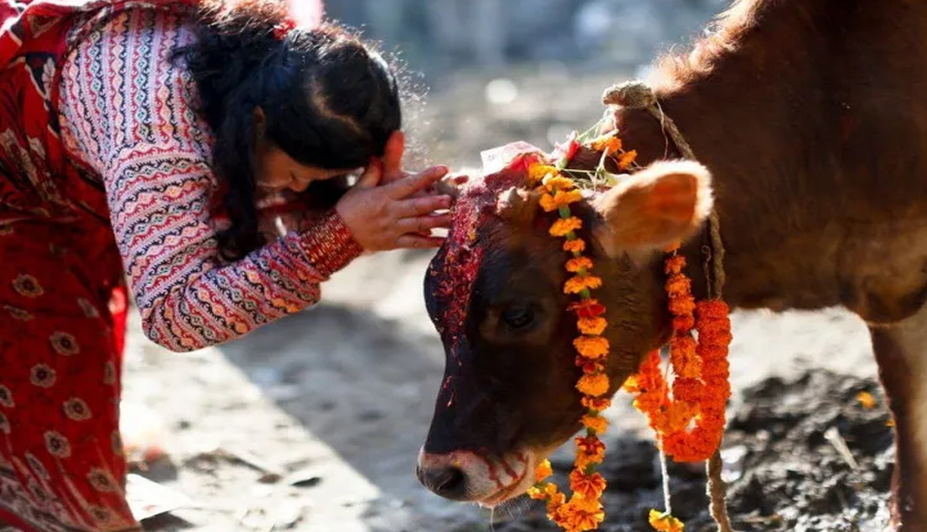 आज तिहारको तेस्रो दिन गाईको पूजा गरिदै