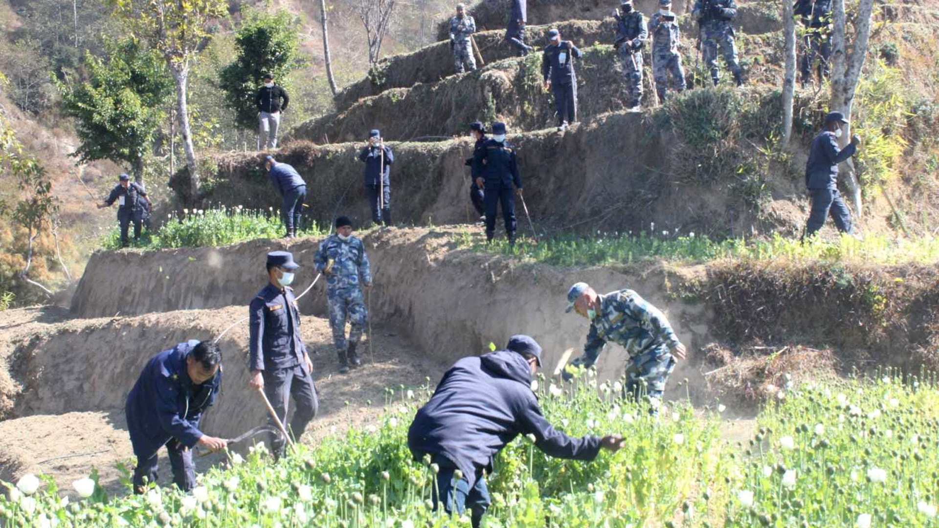 धादिङको बेनिघाट रोराङमा अबैध रुपमा लगाइएको अफिम खेती नष्ट