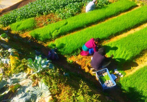 सागसब्जीका बेर्ना बेचेर वार्षिक २६लाख आम्दानी