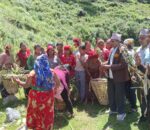 झाडी फाँडेर घाँस खेती, घरघरमा बाख्रापालन