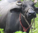 धादिङमा गाई–भैंसीमा रेबिजको संक्रमण