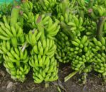 नेपाली केराले नै दसैँ, तिहार र छठ धान्ने, आयात नगर्न अनुरोध