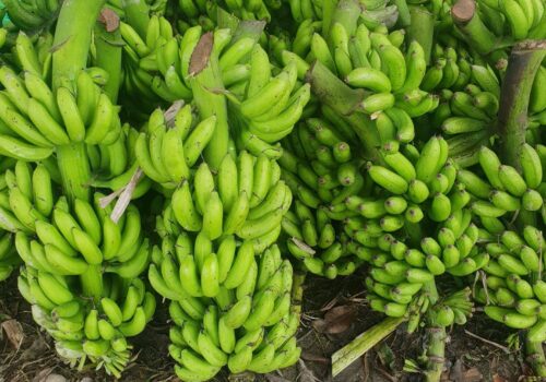 नेपाली केराले नै दसैँ, तिहार र छठ धान्ने, आयात नगर्न अनुरोध