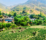 बागलुङमा एक अर्ब ९४ करोड ६० लाखको आलु उत्पादन
