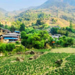 बागलुङमा एक अर्ब ९४ करोड ६० लाखको आलु उत्पादन