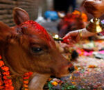 तिहारको पाँचौ दिन गाई पूजा गरिँदै