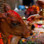 तिहारको पाँचौ दिन गाई पूजा गरिँदै