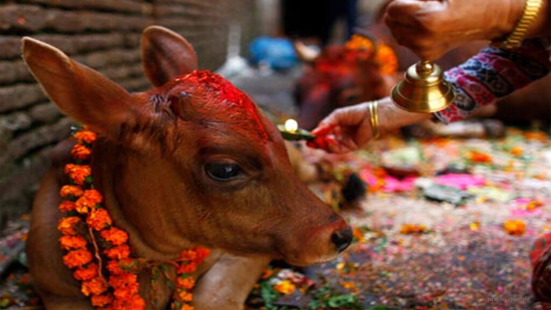 तिहारको पाँचौ दिन गाई पूजा गरिँदै