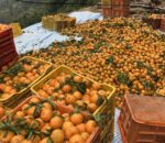 चितवनको इच्छाकामनामा सुन्तला महोत्सव हुने