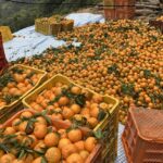 चितवनको इच्छाकामनामा सुन्तला महोत्सव हुने