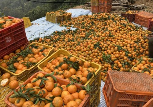 चितवनको इच्छाकामनामा सुन्तला महोत्सव हुने